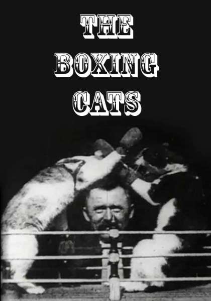 The Boxing Cats