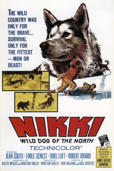 Nikki, Wild Dog of the North