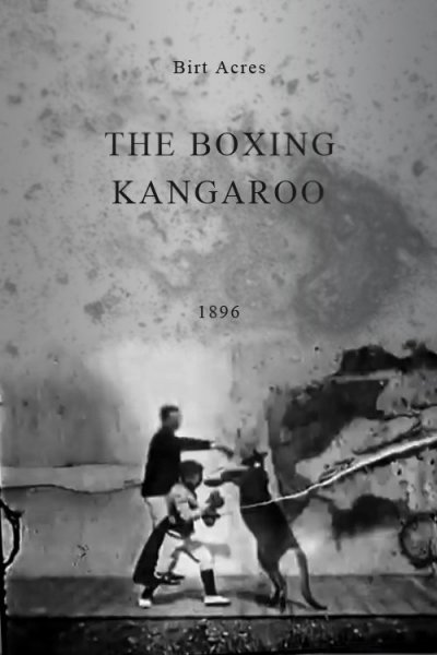 The Boxing Kangaroo