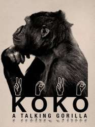 Koko: A Talking Gorilla