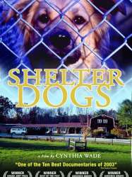 Shelter Dogs