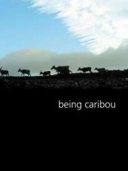 Being Caribou